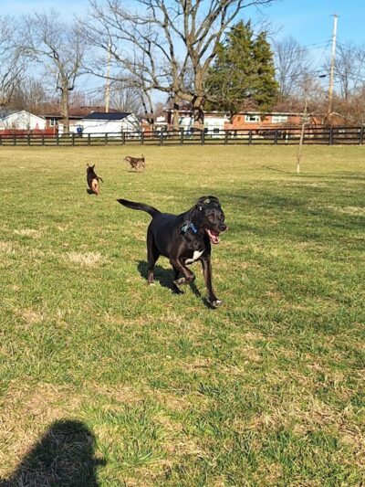 Legacy Dog Park - Winchester, KY