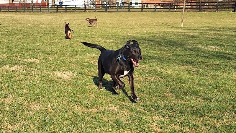 Legacy Dog Park - Winchester, KY