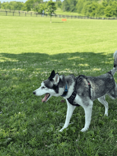 Legacy Dog Park - Winchester, KY