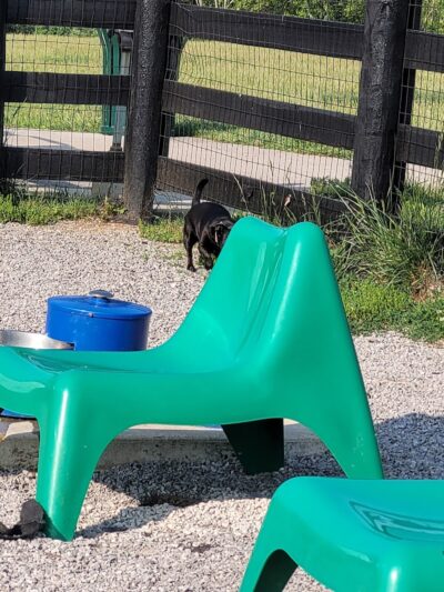 Legacy Dog Park - Winchester, KY