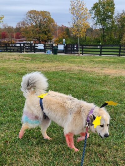 Legacy Dog Park - Winchester, KY