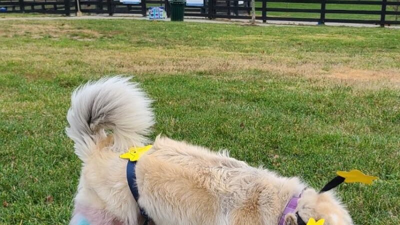 Legacy Dog Park - Winchester, KY