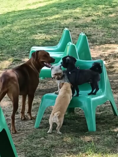 Legacy Dog Park - Winchester, KY