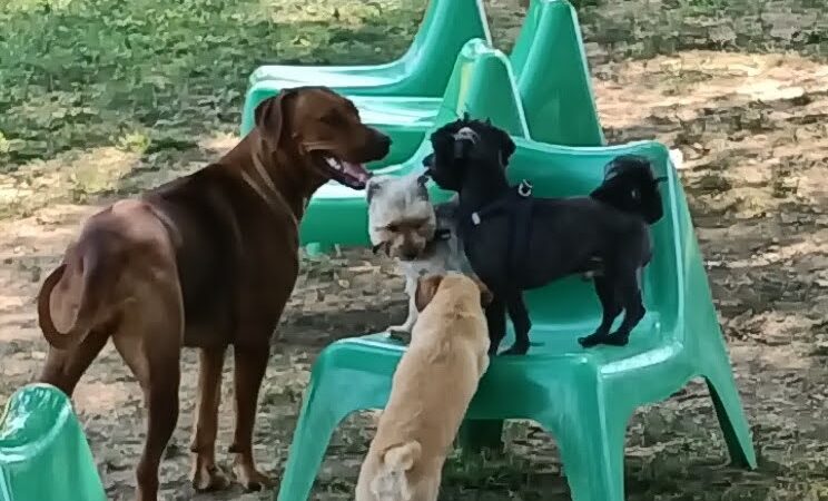 Legacy Dog Park - Winchester, KY