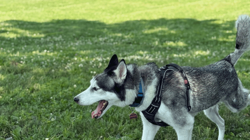 Legacy Dog Park - Winchester, KY