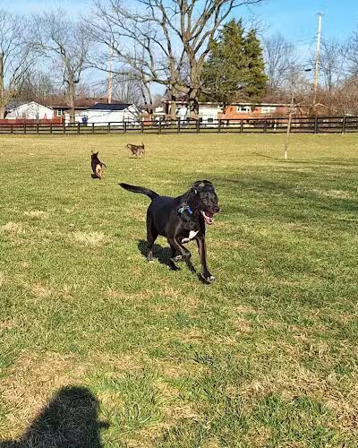Legacy Dog Park - Winchester, KY