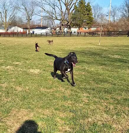Legacy Dog Park - Winchester, KY