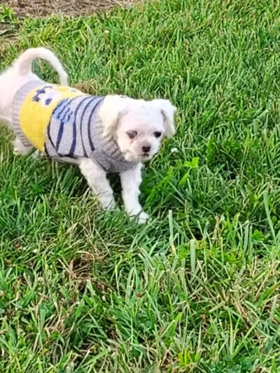 Legacy Dog Park - Winchester, KY