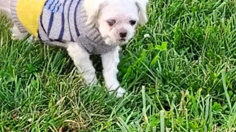 Legacy Dog Park - Winchester, KY