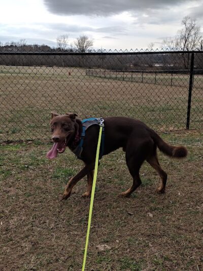 Winchester Dog Park - Winchester, TN