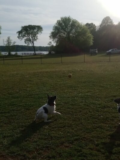 Winchester Dog Park - Winchester, TN