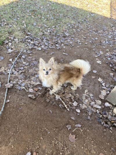 Winchester Dog Park - Winchester, TN