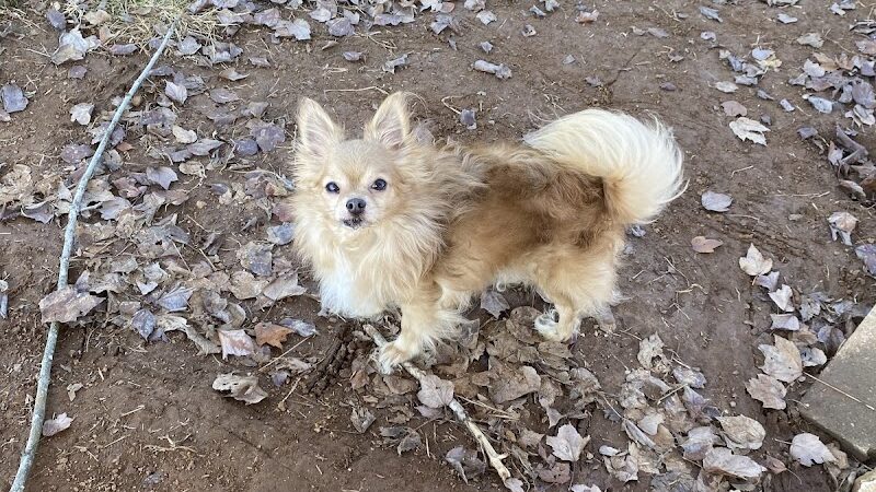 Winchester Dog Park - Winchester, TN