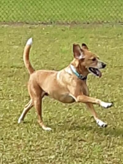 Winchester Dog Park - Winchester, TN