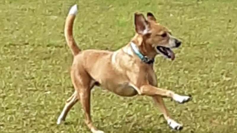 Winchester Dog Park - Winchester, TN