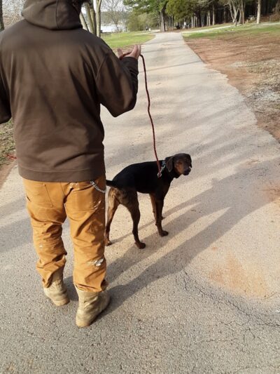 Winchester Dog Park - Winchester, TN