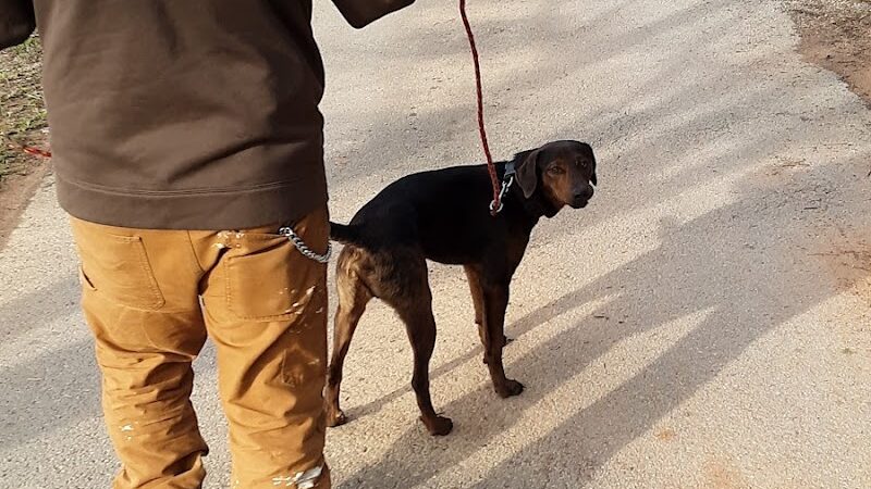 Winchester Dog Park - Winchester, TN