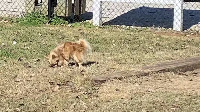 Winchester Dog Park - Winchester, TN