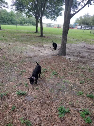 Summerport Park - Windermere, FL