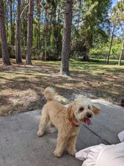 Summerport Park - Windermere, FL