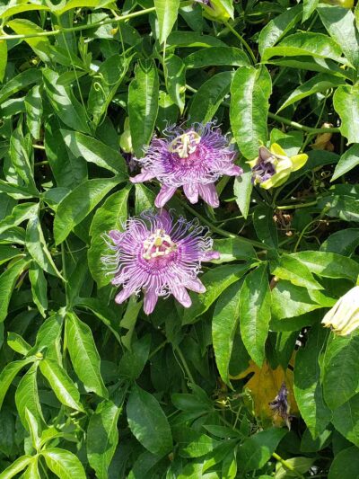 Summerport Park - Windermere, FL