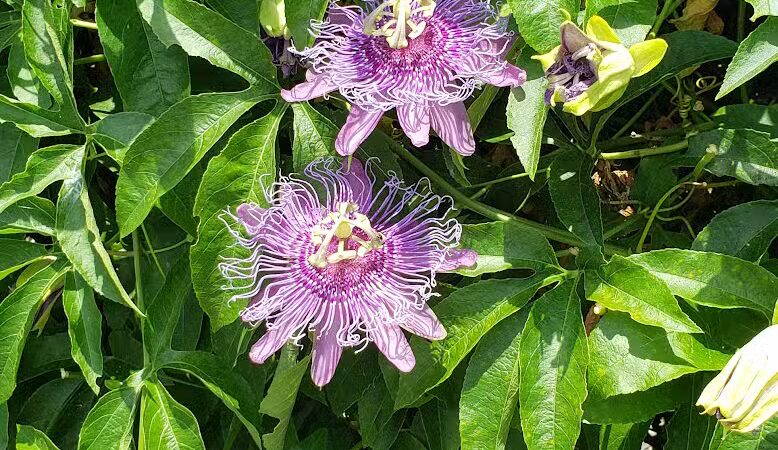 Summerport Park - Windermere, FL