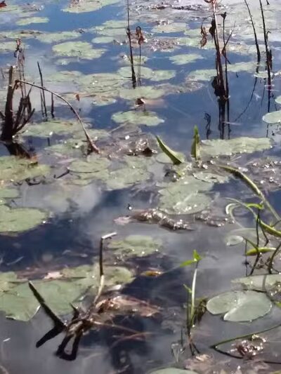 Donnabeth Lippman Park - Windham, ME