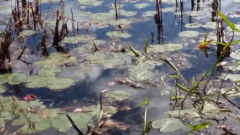 Donnabeth Lippman Park - Windham, ME