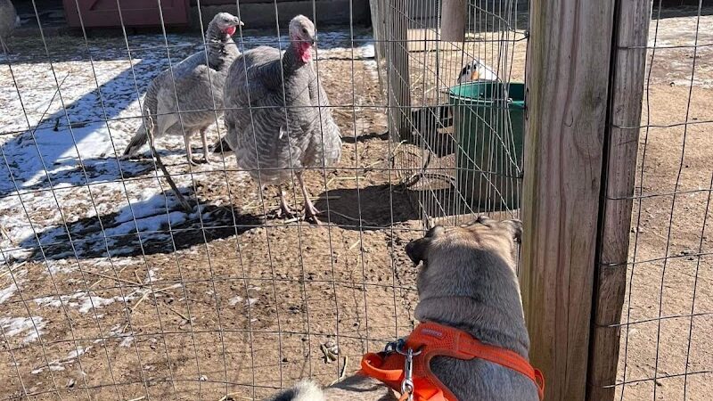Windsor Dog Park
