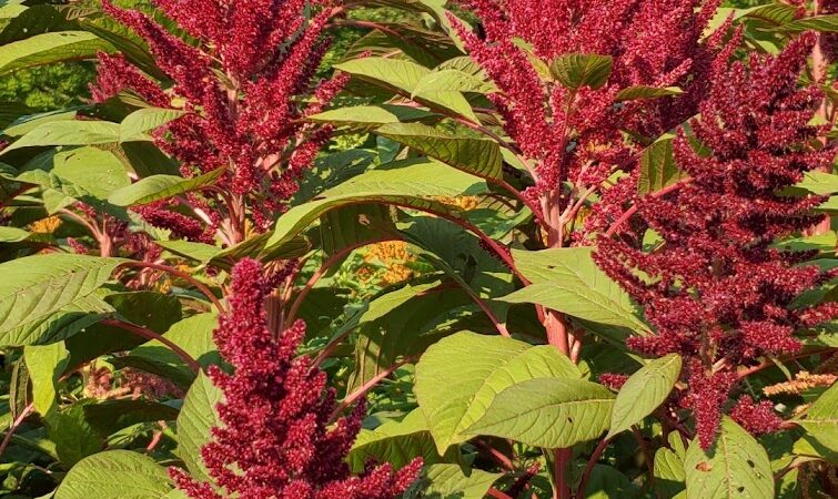Windsor Dog Park
