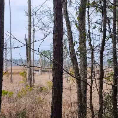 Brunswick Nature Park - Winnabow, NC