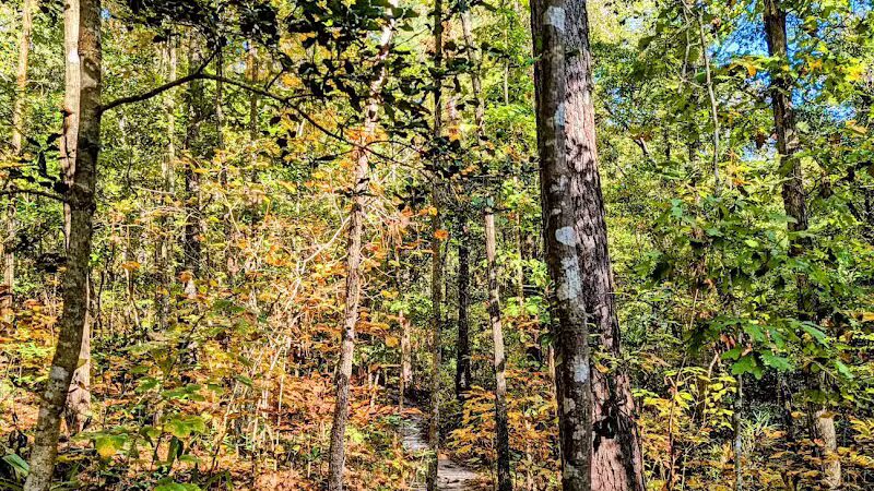 Brunswick Nature Park - Winnabow, NC