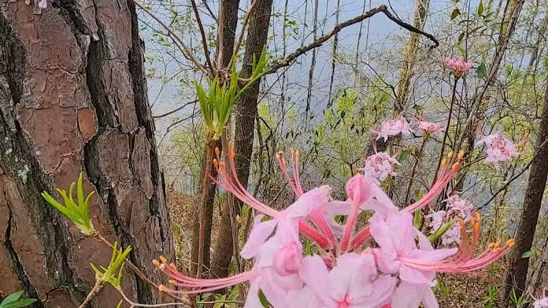Brunswick Nature Park - Winnabow, NC