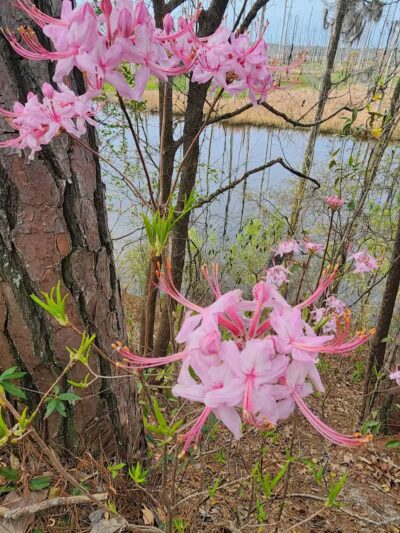Brunswick Nature Park - Winnabow, NC