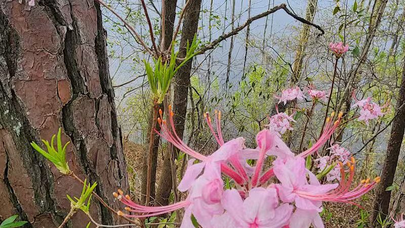 Brunswick Nature Park - Winnabow, NC