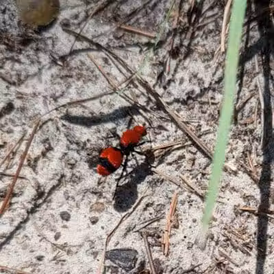 Brunswick Nature Park - Winnabow, NC