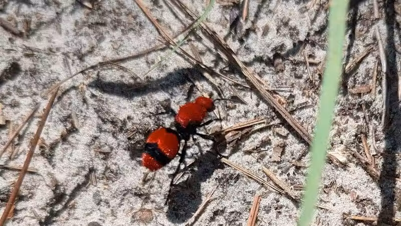 Brunswick Nature Park - Winnabow, NC