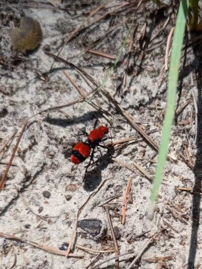 Brunswick Nature Park - Winnabow, NC