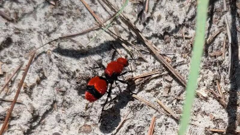 Brunswick Nature Park - Winnabow, NC