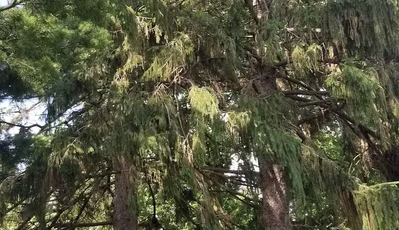 Memorial Park - Winnebago, IL