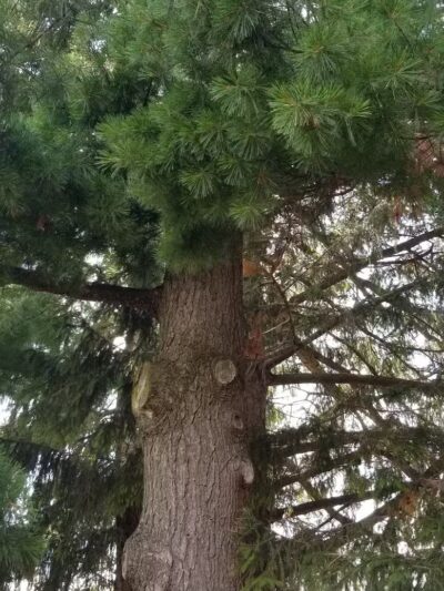 Memorial Park - Winnebago, IL