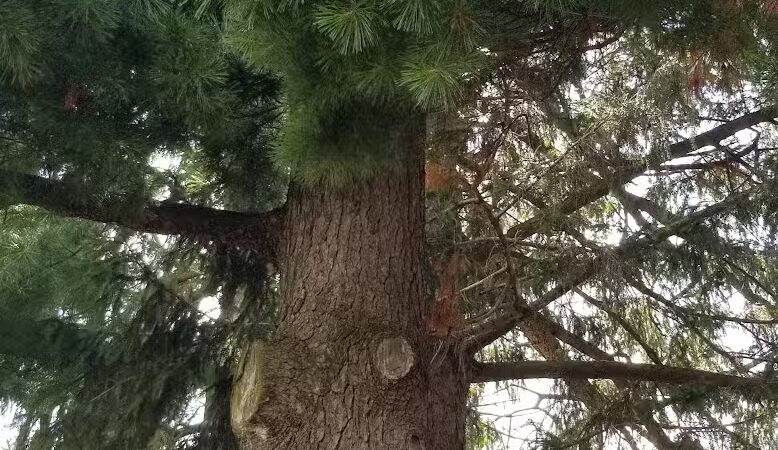 Memorial Park - Winnebago, IL