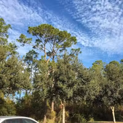 Independence Community Dog Park - Winter Garden, FL