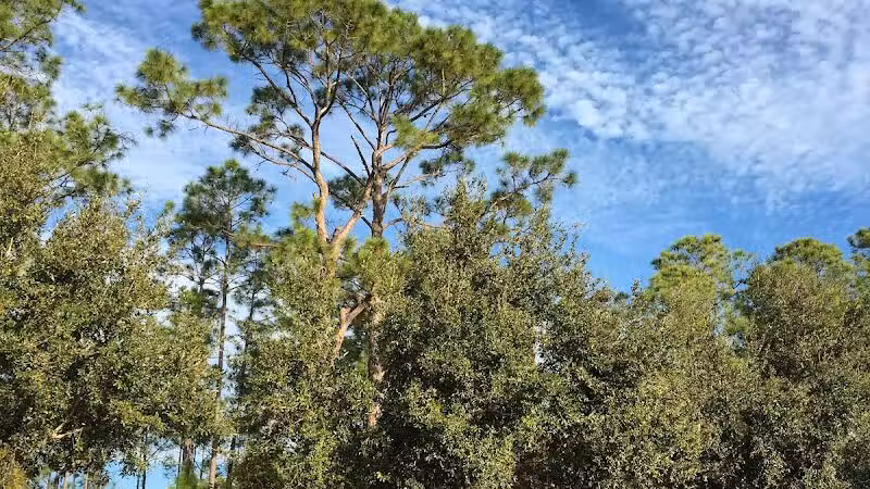 Independence Community Dog Park - Winter Garden, FL
