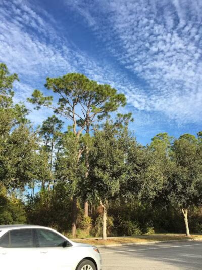 Independence Community Dog Park - Winter Garden, FL