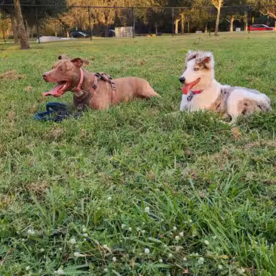 Independence Community Dog Park - Winter Garden, FL