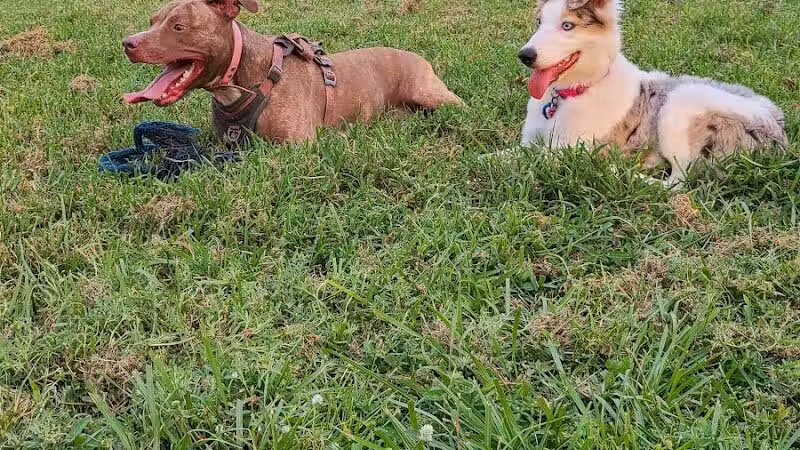 Independence Community Dog Park - Winter Garden, FL