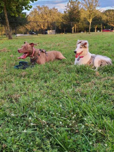 Independence Community Dog Park - Winter Garden, FL