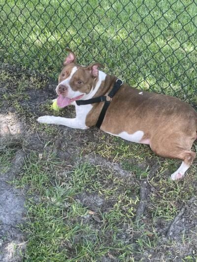 Falcon Square Dog Park - Winter Garden, FL