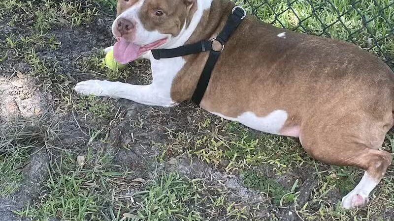 Falcon Square Dog Park - Winter Garden, FL